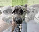 Small #5 Great Pyrenees-Plott Hound Mix