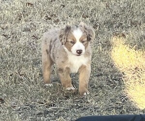 Miniature Australian Shepherd Puppy for sale in TAYLOR, TX, USA