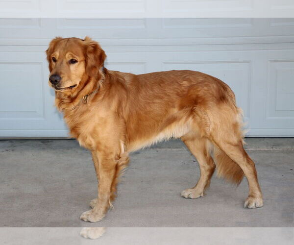 Medium Photo #4 Golden Retriever Puppy For Sale in Glendale , AZ, USA