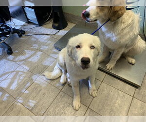 Great Pyrenees-Unknown Mix Dogs for adoption in Grand Prairie, TX, USA