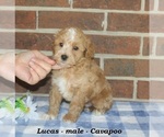 Image preview for Ad Listing. Nickname: Lucas