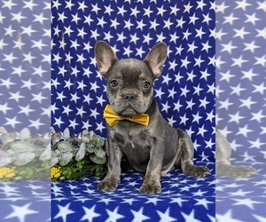 French Bulldog Puppy for sale in QUARRYVILLE, PA, USA