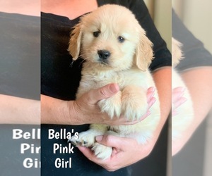 Golden Retriever Puppy for Sale in STELLA, North Carolina USA