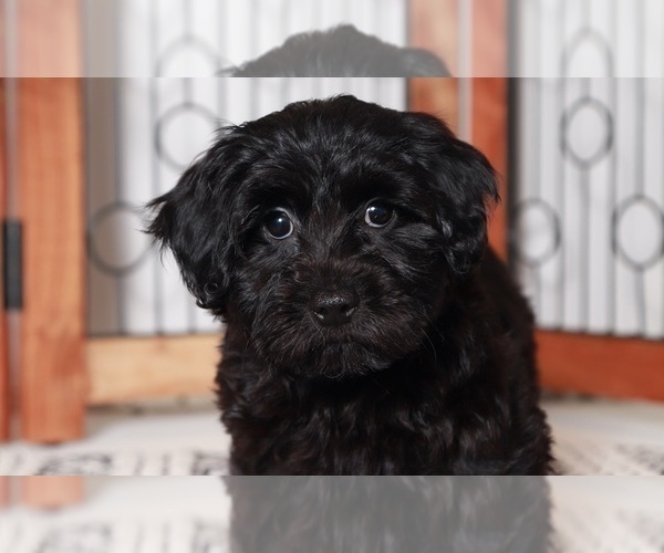 Medium Photo #4 YorkiePoo Puppy For Sale in NAPLES, FL, USA