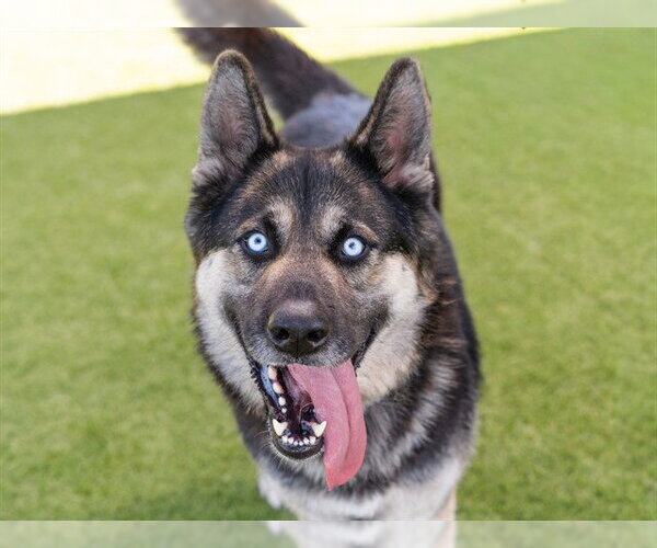 Medium Photo #1 German Shepherd Dog-Unknown Mix Puppy For Sale in Martinez, CA, USA