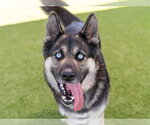 Small German Shepherd Dog Mix