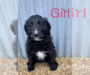 Aussiedoodle-Poodle (Standard) Mix Puppy for sale in LAKE ODESSA, MI, USA