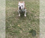 Small Photo #3 American Bully Puppy For Sale in BATON ROUGE, LA, USA