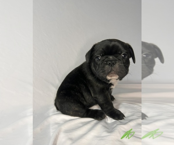 Medium Photo #5 French Bulldog Puppy For Sale in JOLIET, IL, USA