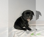 Small #4 French Bulldog