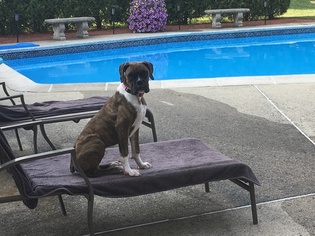 Boxer Puppy for sale in WOONSOCKET, RI, USA