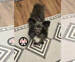 Small Pomeranian Mix