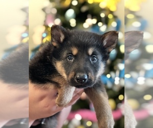 View Ad: German Shepherd Dog Litter of Puppies for Sale near South ...