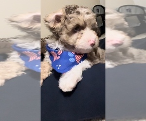 Aussiedoodle Miniature  Puppy for sale in CLARKSVILLE, TN, USA