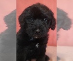 Small Photo #7 Bernedoodle Puppy For Sale in COOLIDGE, AZ, USA