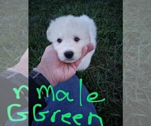 Great Pyrenees Puppy for Sale in WEST ALEXANDRIA, Ohio USA