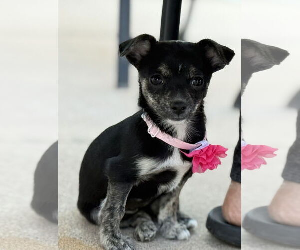 Medium Photo #4 Chiweenie Puppy For Sale in Phoenix, AZ, USA
