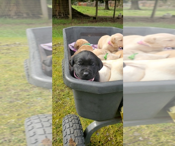 Medium Photo #7 Labrador Retriever Puppy For Sale in OLYMPIA, WA, USA