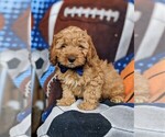 Small Photo #1 Cocker Spaniel-Poodle (Miniature) Mix Puppy For Sale in BIRD IN HAND, PA, USA
