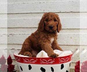 Irish Doodle Puppy for sale in MERCERSBURG, PA, USA