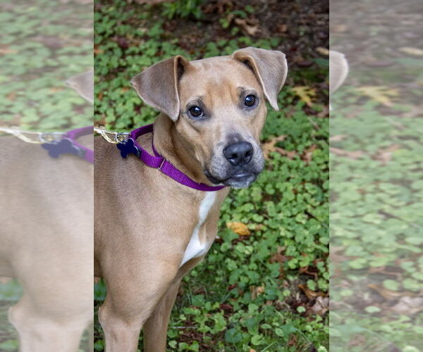 Medium Photo #6 American Pit Bull Terrier-Unknown Mix Puppy For Sale in Oak Bluffs, MA, USA
