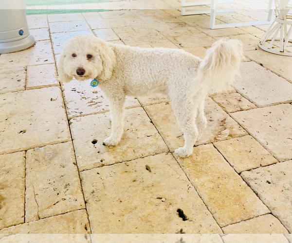 Medium Photo #2 Goldendoodle (Miniature) Puppy For Sale in Miami, FL, USA