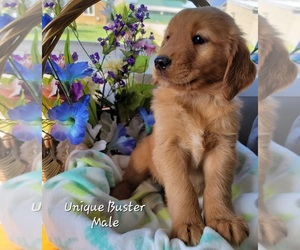 Golden Retriever Puppy for sale in GOBLES, MI, USA