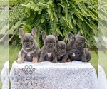 Small Photo #2 French Bulldog Puppy For Sale in NARVON, PA, USA