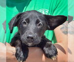 Small #4 German Shepherd Dog Mix