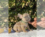 Puppy 5 French Bulldog