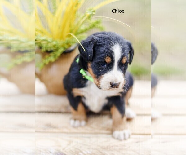 Medium Photo #2 Bernese Mountain Dog Puppy For Sale in BONNERS FERRY, ID, USA