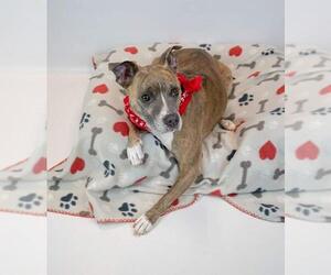 Glynnis - Female Mutt Dog for Adoption - Photo #3