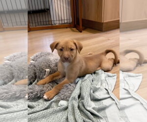 Mutt Dogs for adoption in Bellevue, WA, USA