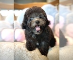 Small #2 Bichpoo-Poodle (Toy) Mix