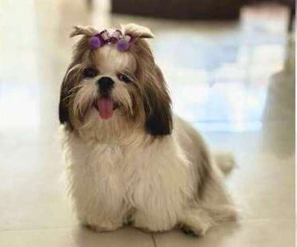 Medium Photo #1 Shih Tzu Puppy For Sale in ANTELOPE, CA, USA