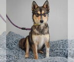 Small #1 Alaskan Klee Kai-Shiba Inu Mix