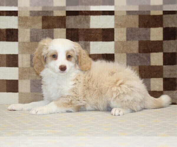 Medium Photo #2 Bernedoodle (Miniature) Puppy For Sale in DENVER, PA, USA