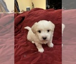Small #11 Coton de Tulear