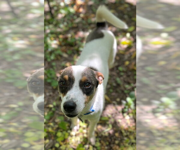 Medium Photo #9 Rat Terrier-Shiba Inu Mix Puppy For Sale in Wakefield, RI, USA