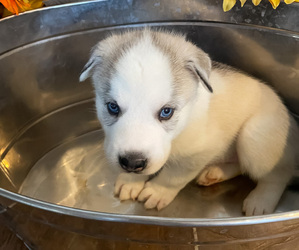 Siberian Husky Puppy for sale in BRIGHTON, CO, USA