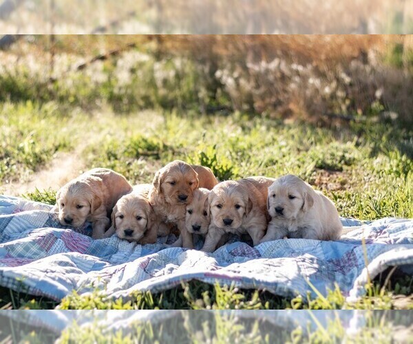 Medium Photo #28 Golden Retriever Puppy For Sale in BYERS, CO, USA