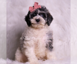 Medium Goldendoodle (Miniature)