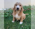 Small Photo #2 Goldendoodle Puppy For Sale in RUTHERFORDTON, NC, USA