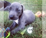 Small Photo #9 Great Dane Puppy For Sale in KERSHAW, SC, USA