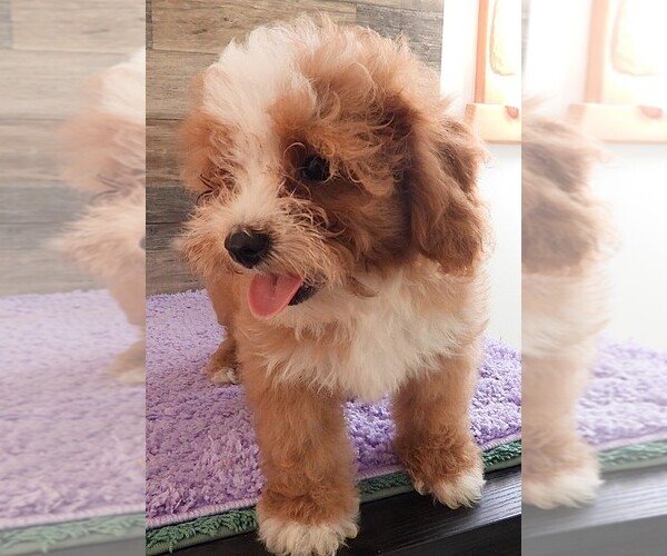 Medium Photo #3 Cavapoo Puppy For Sale in CARLISLE, KY, USA