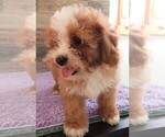 Small #2 Cavapoo
