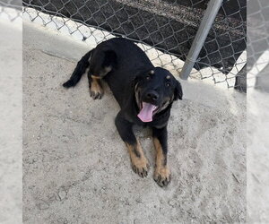 Border Collie-Unknown Mix Dogs for adoption in Riverside, CA, USA