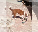 Small #2 Mutt