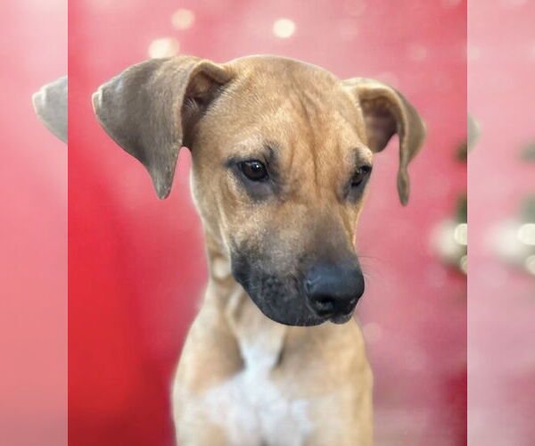 Medium Photo #10 Black Mouth Cur Puppy For Sale in Lexington, SC, USA