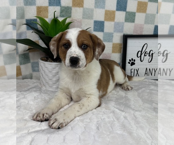 Medium Photo #4 Australian Cattle Dog Puppy For Sale in FRANKLIN, IN, USA